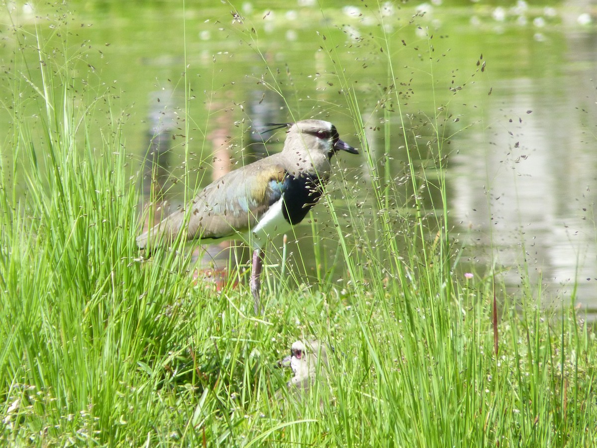 Southern Lapwing - ML583955411