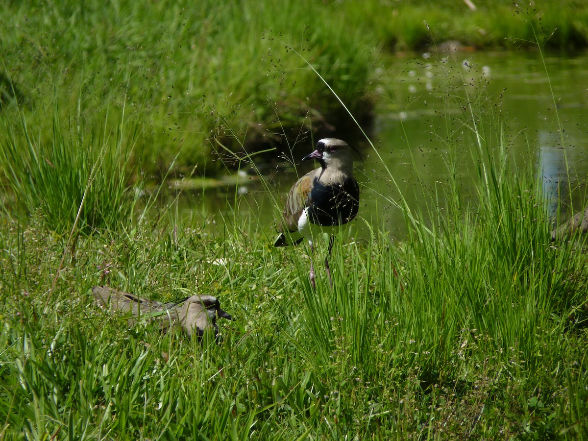 Southern Lapwing - ML583955421