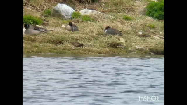 Curlew Sandpiper - ML583955611