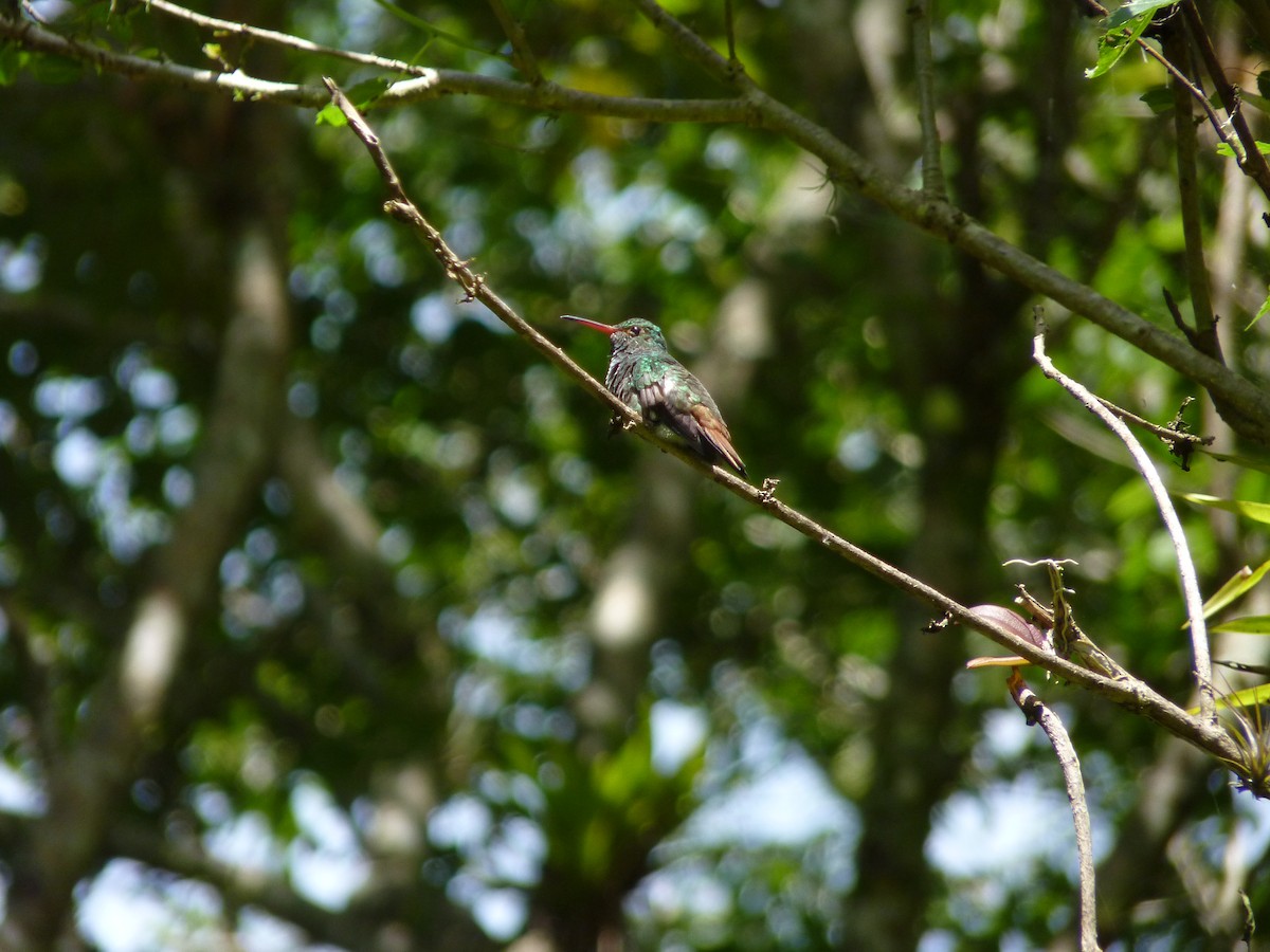 Rufous-tailed Hummingbird - ML583955781