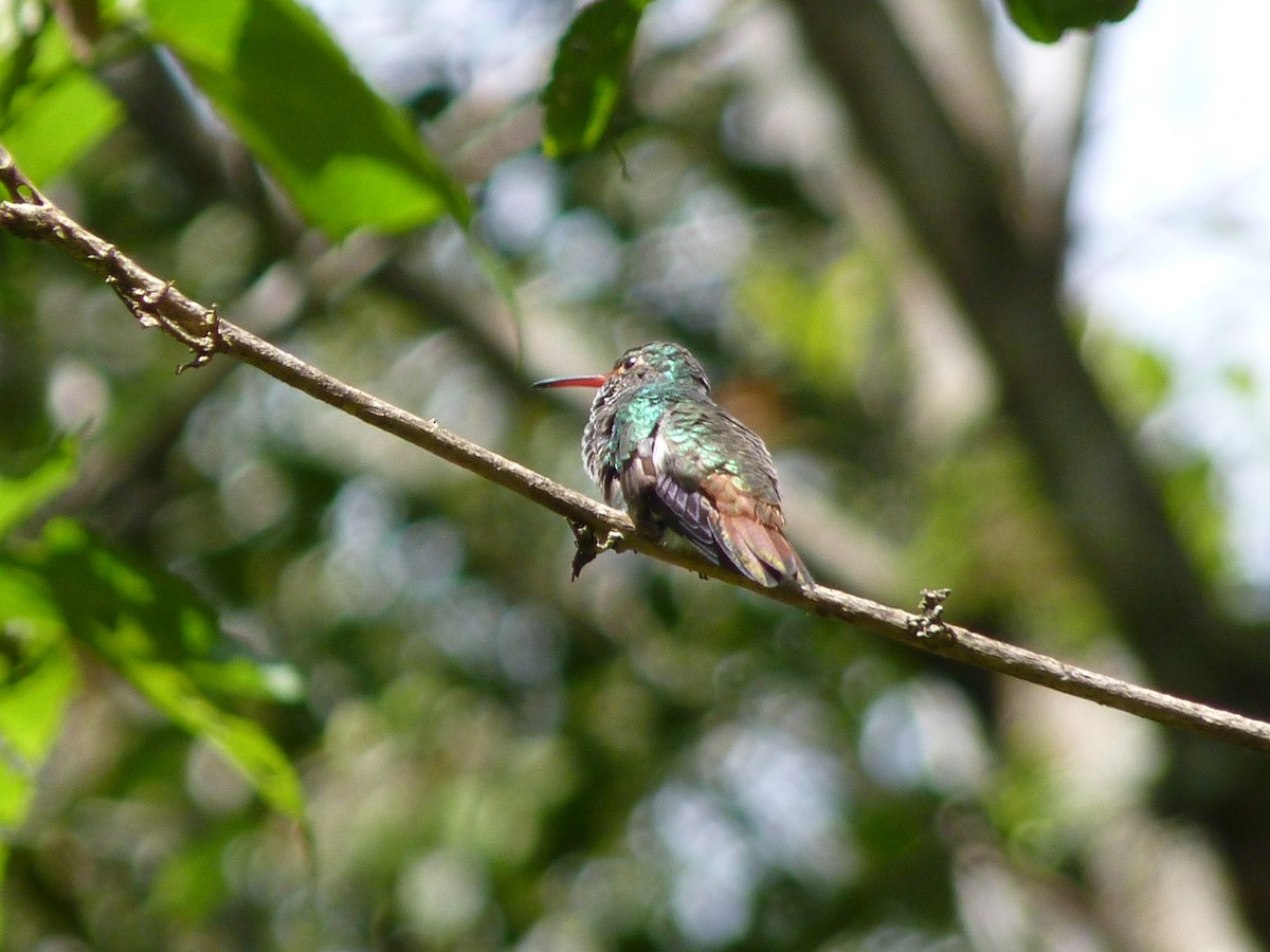 Rufous-tailed Hummingbird - ML583955791