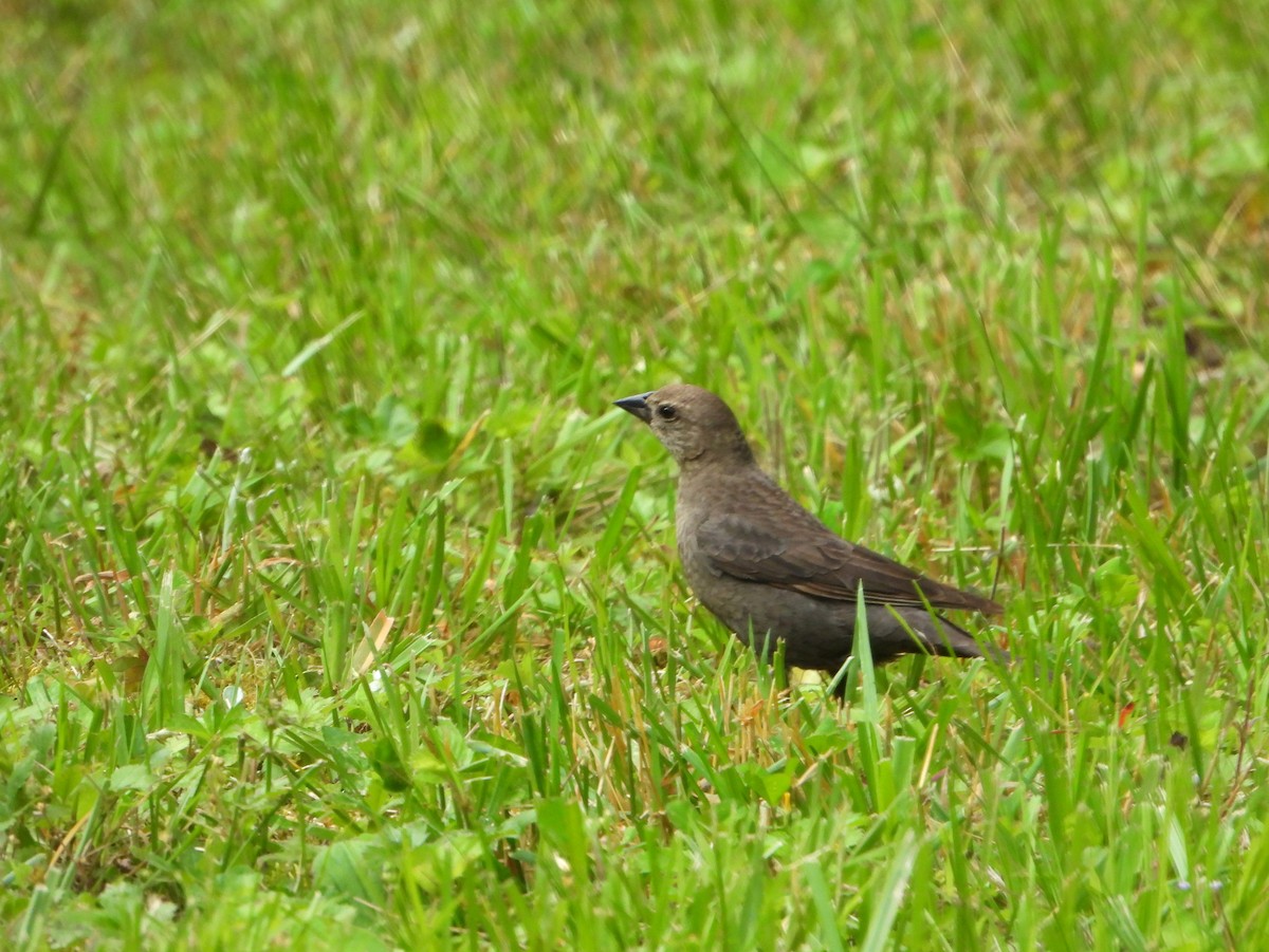 Brown-headed Cowbird - ML583956671