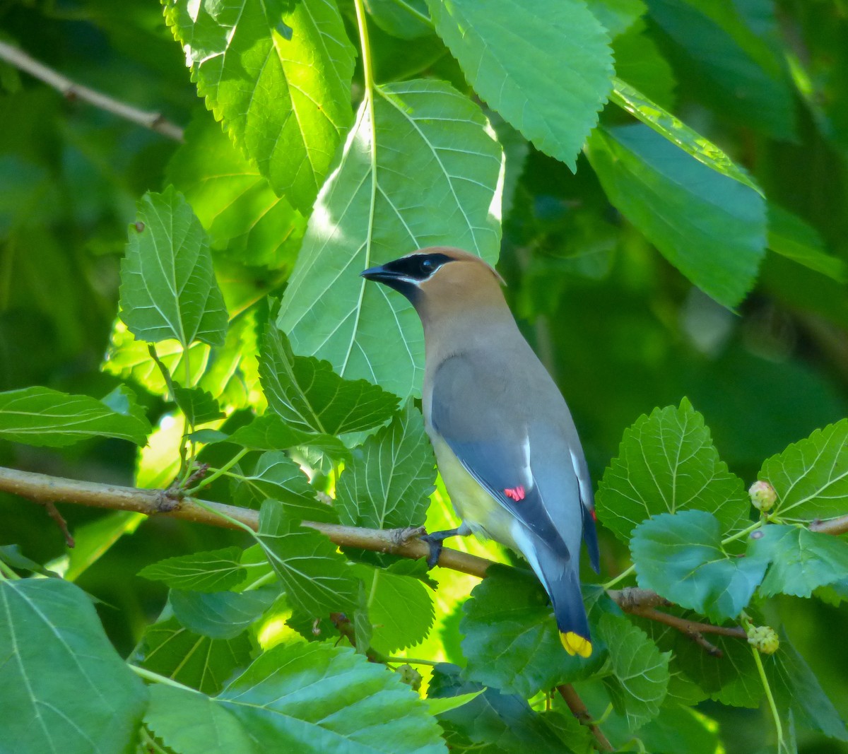 Cedar Waxwing - ML58395721