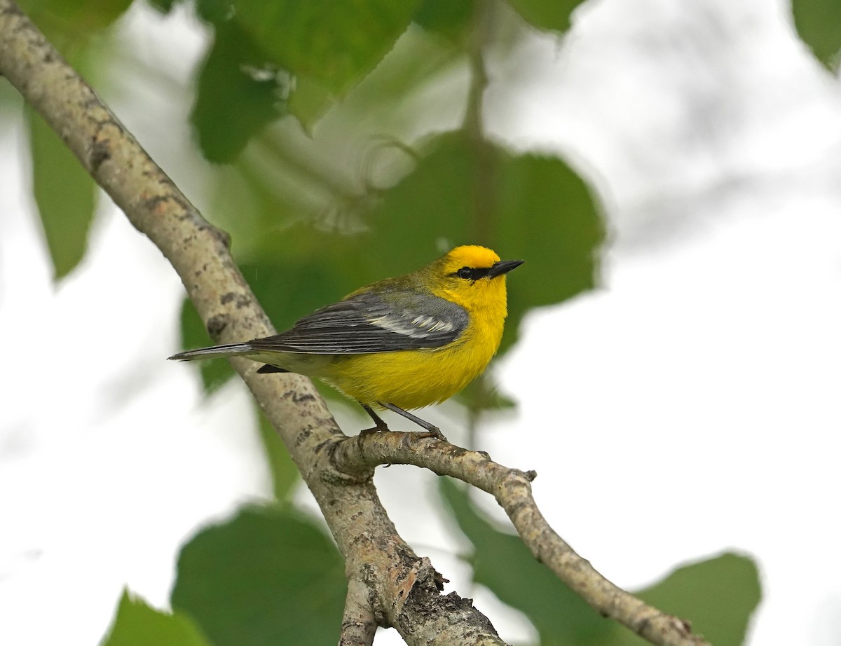 Blue-winged Warbler - HEMANT KISHAN