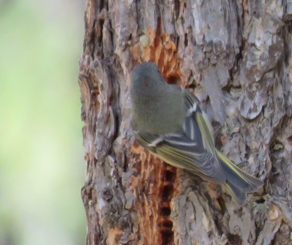 Ruby-crowned Kinglet - Byron Greco