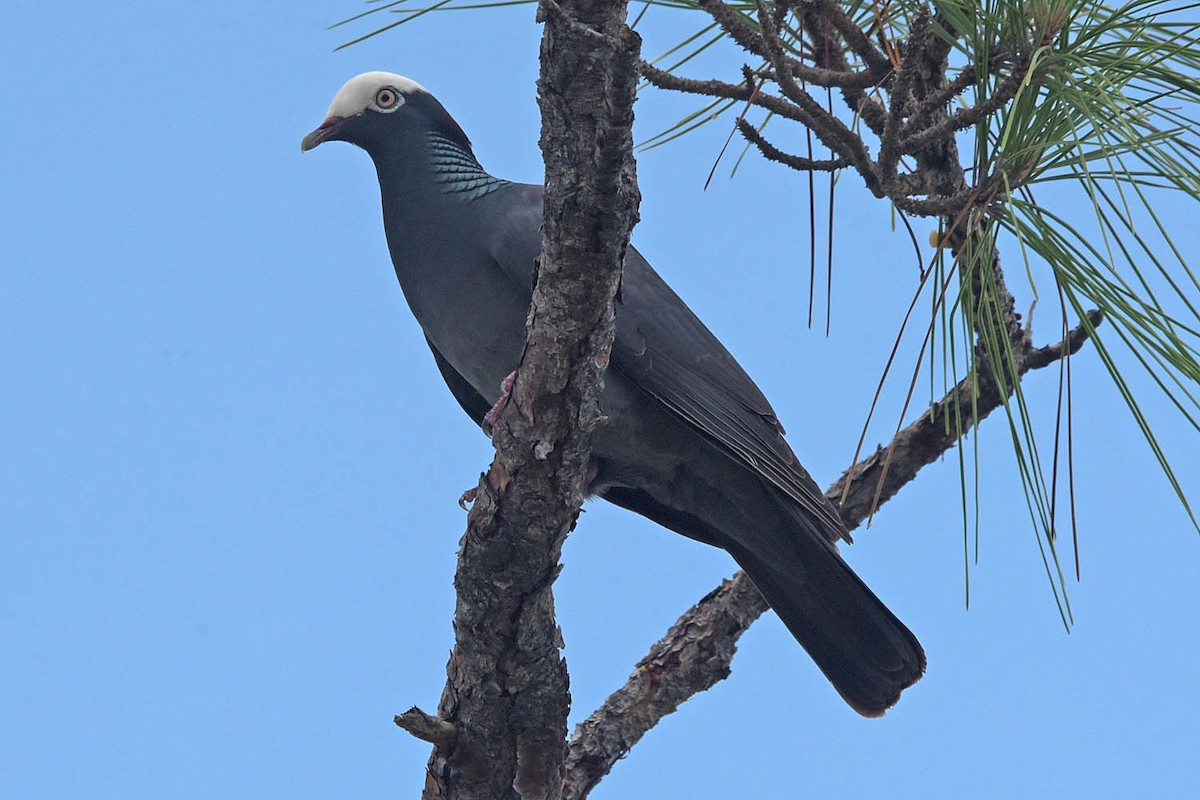 White-crowned Pigeon - ML583960611