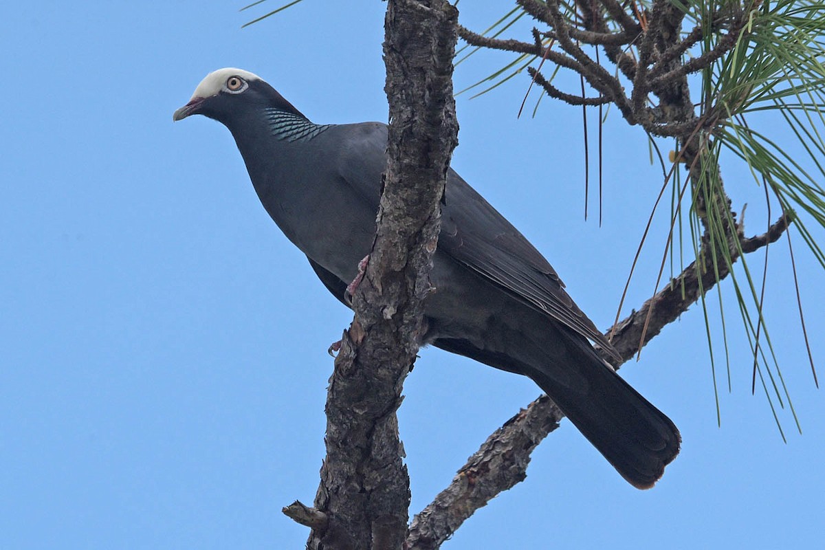 White-crowned Pigeon - ML583960621