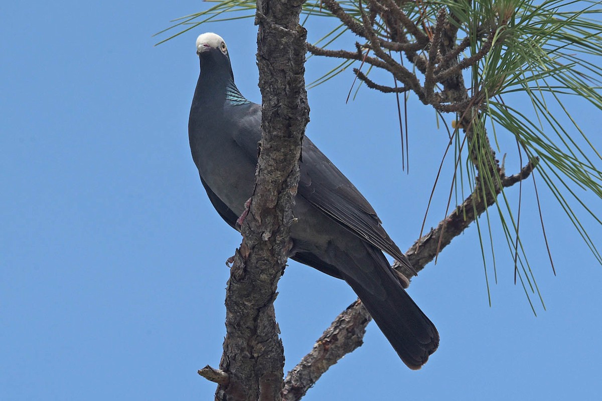 White-crowned Pigeon - ML583960631