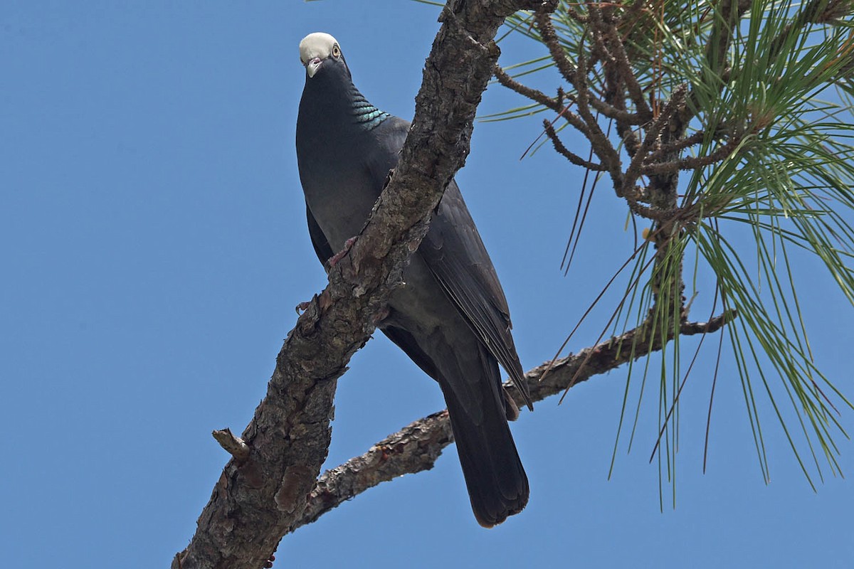 White-crowned Pigeon - ML583960641