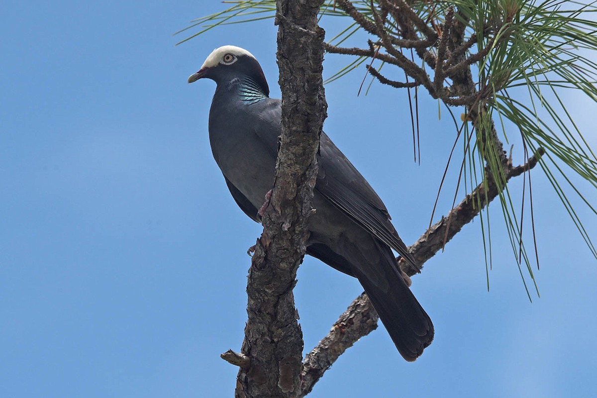 White-crowned Pigeon - ML583960651