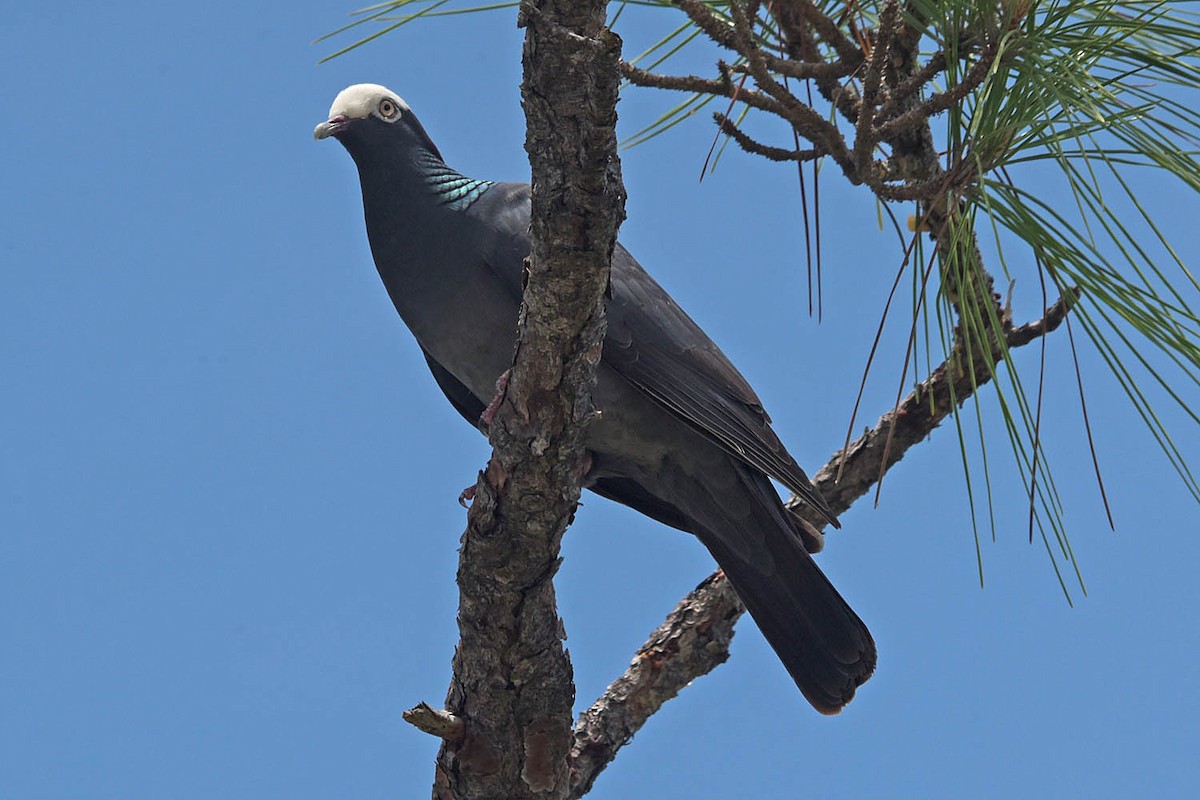 White-crowned Pigeon - ML583960661