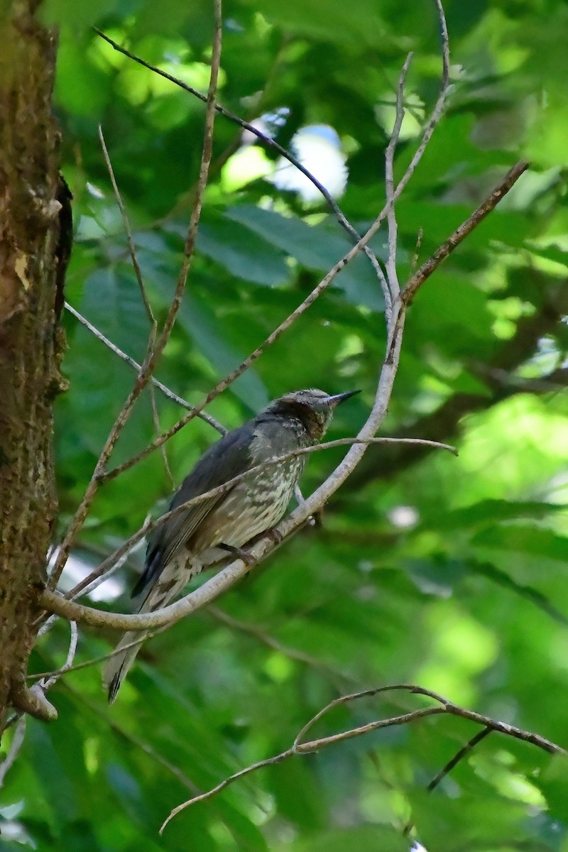 Brown-eared Bulbul - ML583960961