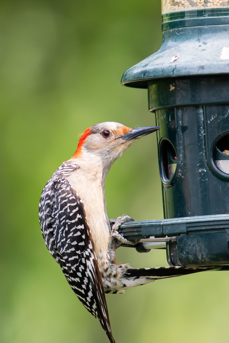 Red-bellied Woodpecker - ML583960971