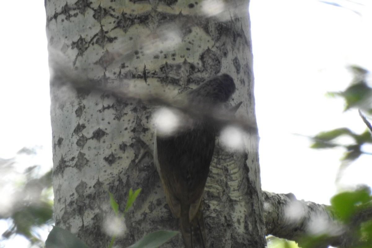 Gray-headed Woodpecker - ML583961061