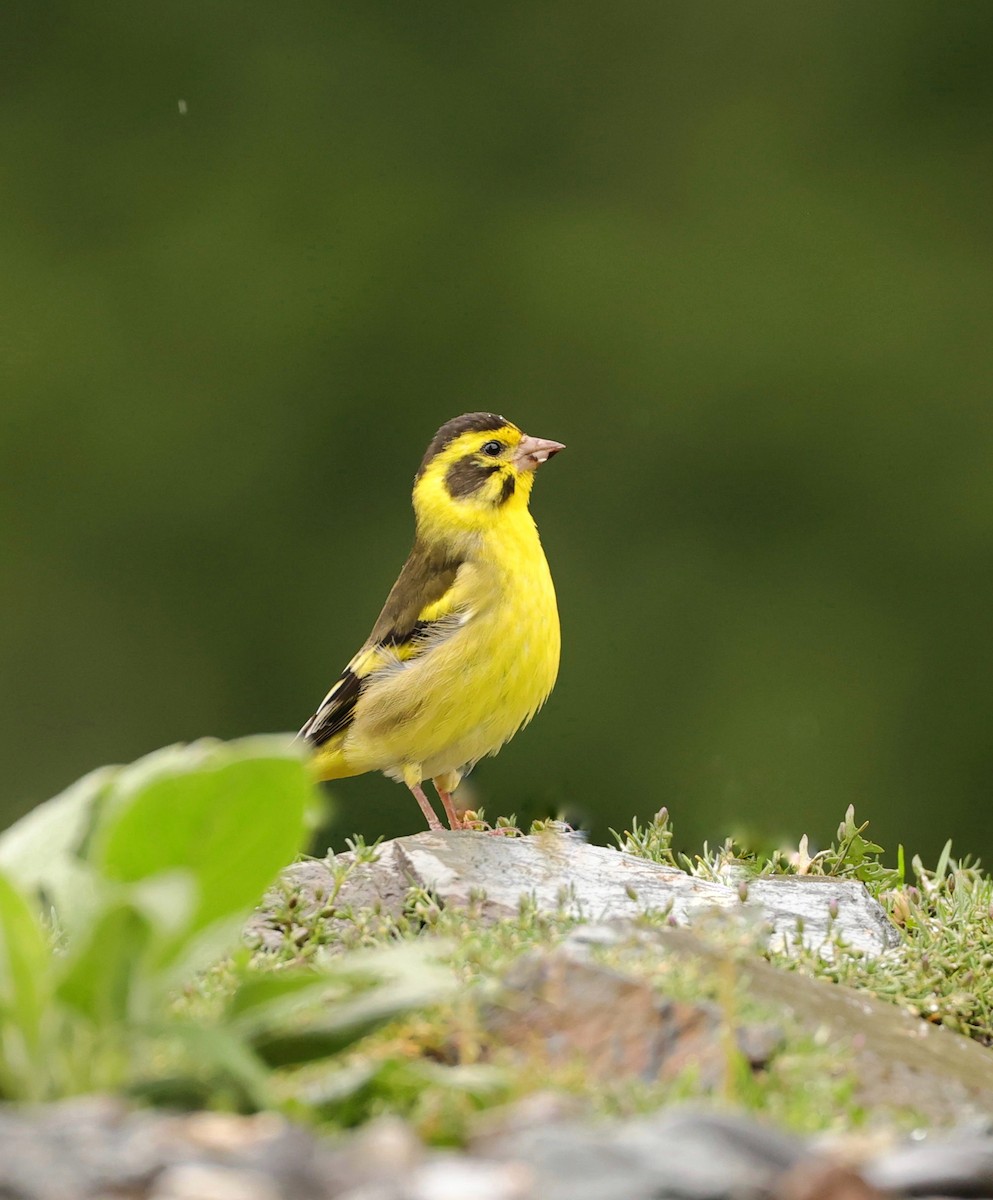 Yellow-breasted Greenfinch - Yatin Gupta