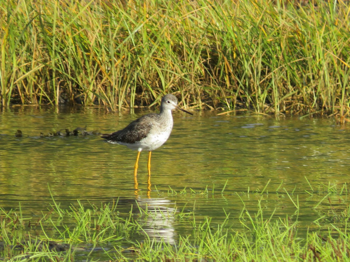 Greater Yellowlegs - ML583962341