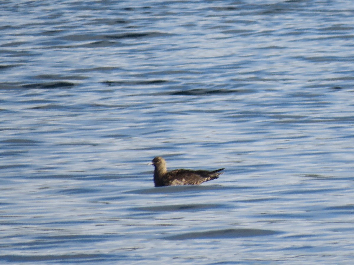 Parasitic Jaeger - Bessie Merrigan