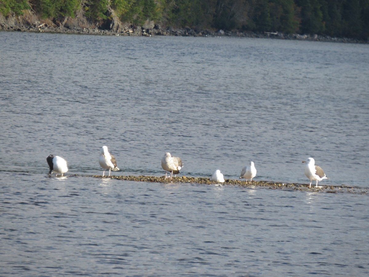 goéland ou mouette sp. - ML583962691