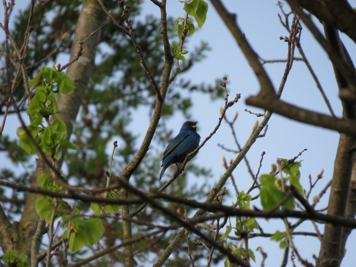 Indigo Bunting - ML58396271