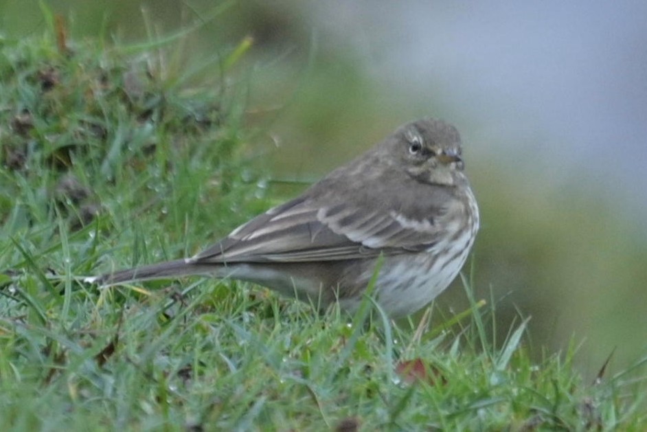 Харзны шийхнүүхэй - ML583962791