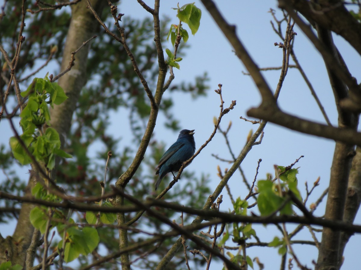 Indigo Bunting - ML58396281