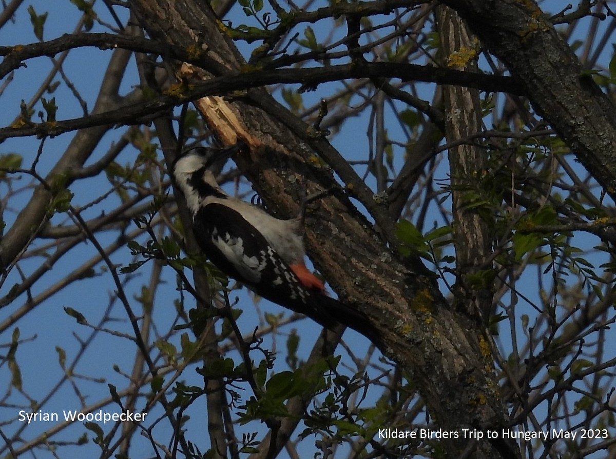 Syrian Woodpecker - ML583963491