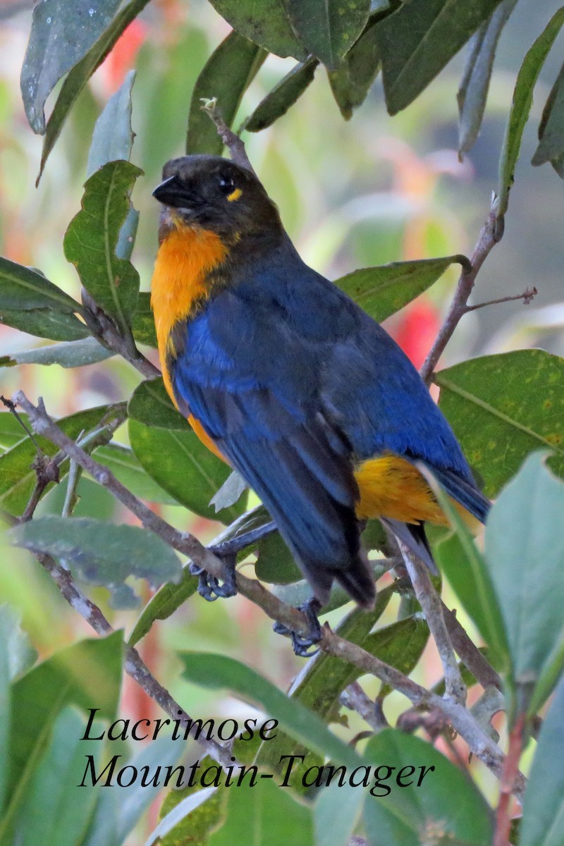 Lacrimose Mountain Tanager - Merrill Lester