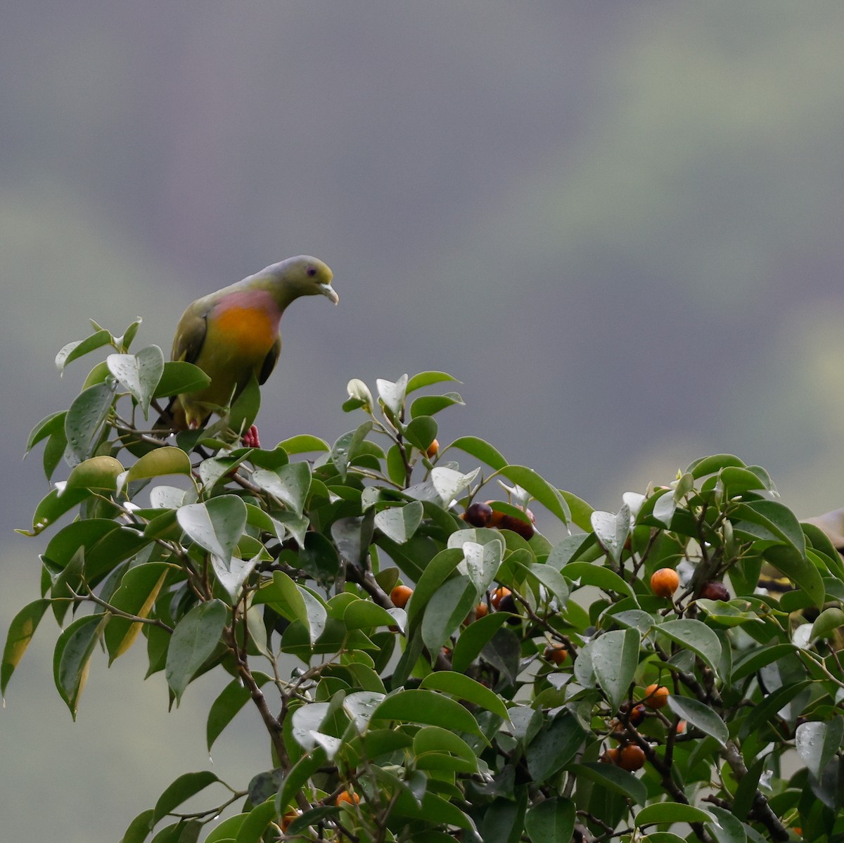 Orange-breasted Green-Pigeon - ML583963841