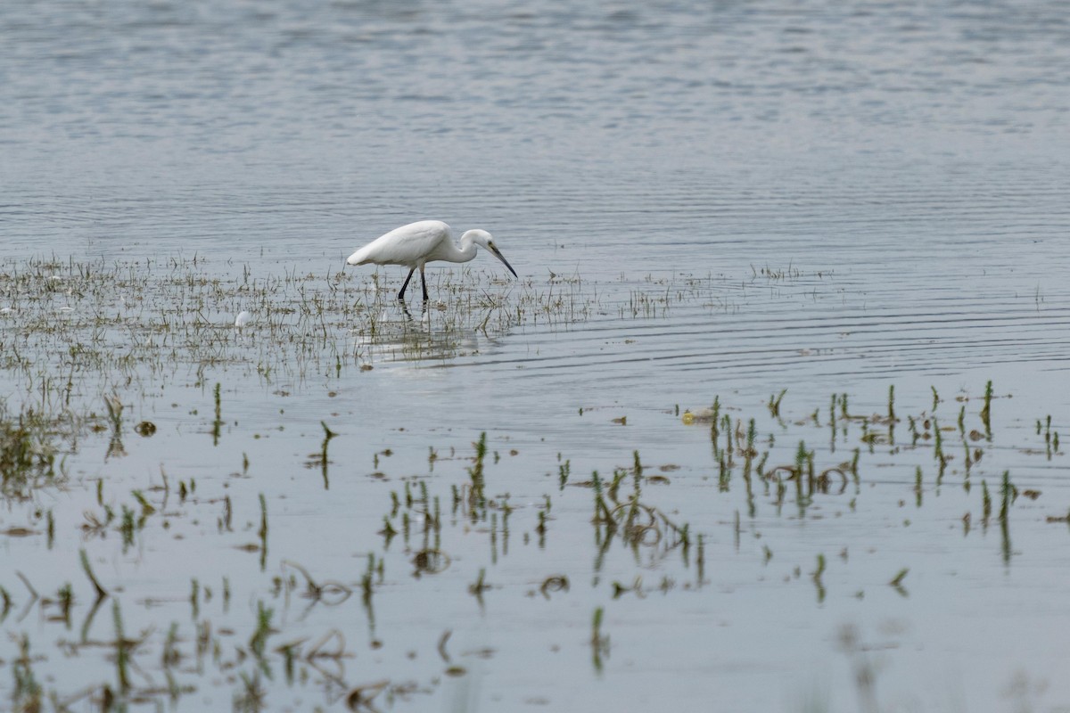 Little Egret - ML583964221