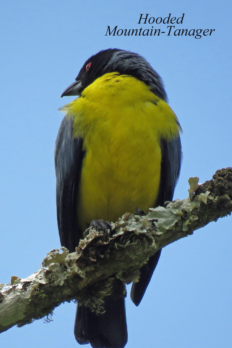 Hooded Mountain Tanager - Merrill Lester