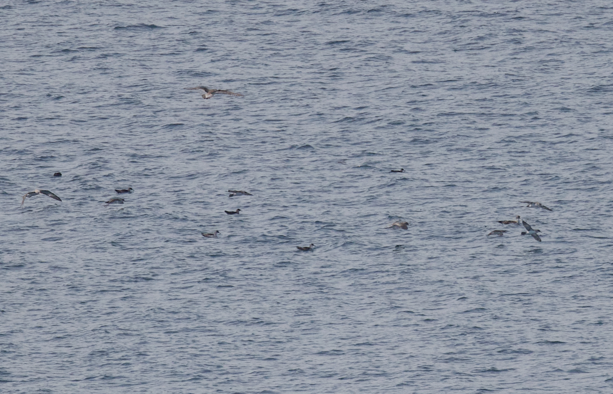 Cory's Shearwater - ML583964331