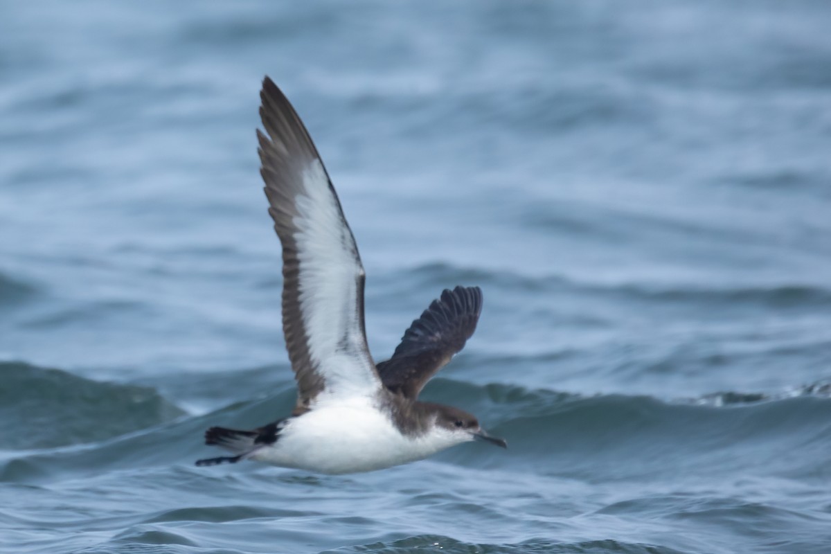 Manx Shearwater - Mitch (Michel) Doucet