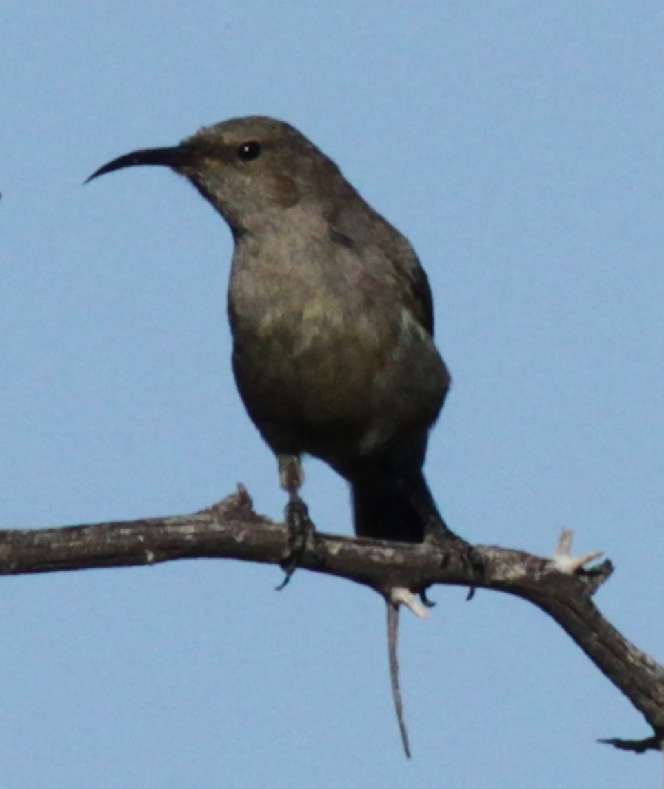 Dusky Sunbird - ML583965181