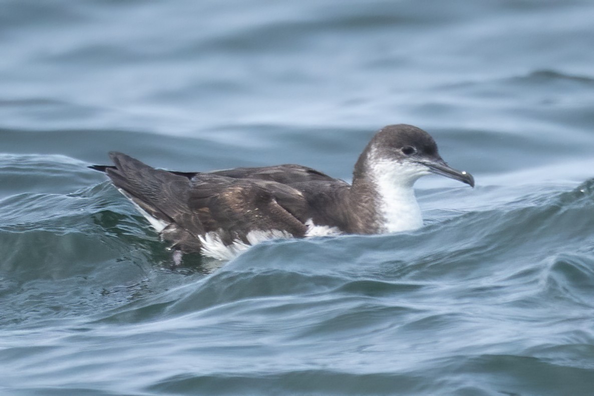 Manx Shearwater - Mitch (Michel) Doucet