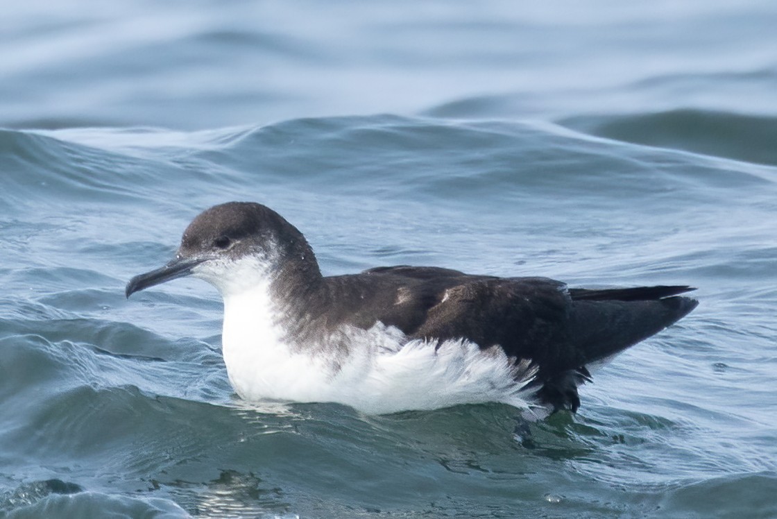 Manx Shearwater - ML583965241