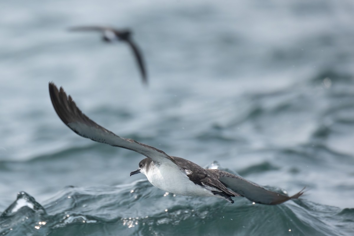 Manx Shearwater - ML583965271