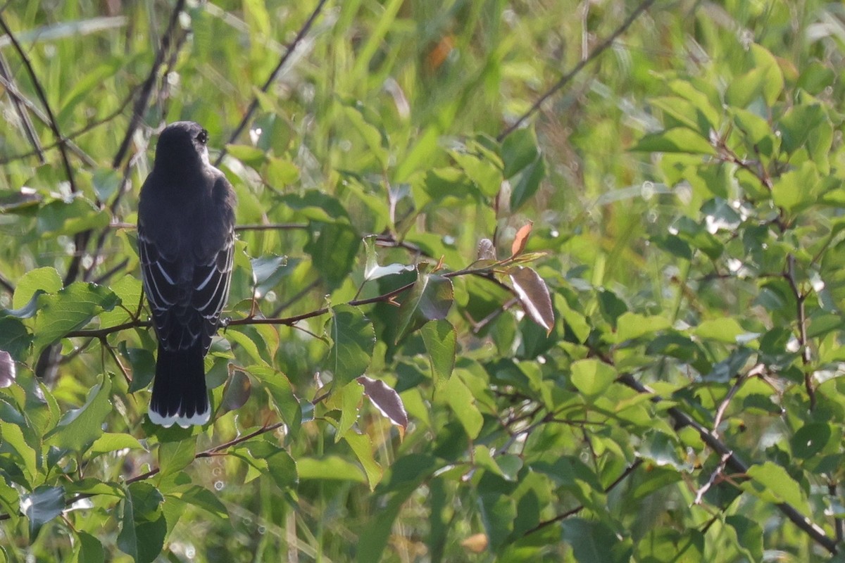 Eastern Kingbird - ML583966271