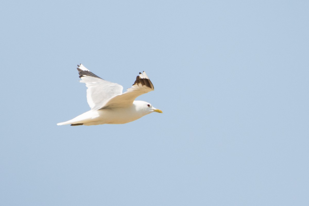 Common Gull - ML583966321