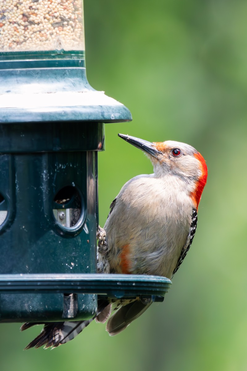 Red-bellied Woodpecker - ML583966341