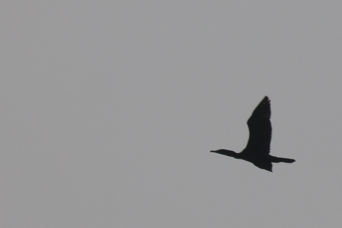 Double-crested Cormorant - ML583966701