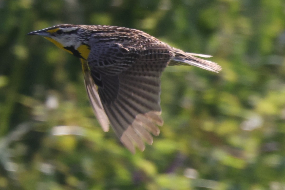 Eastern Meadowlark - ML583966961