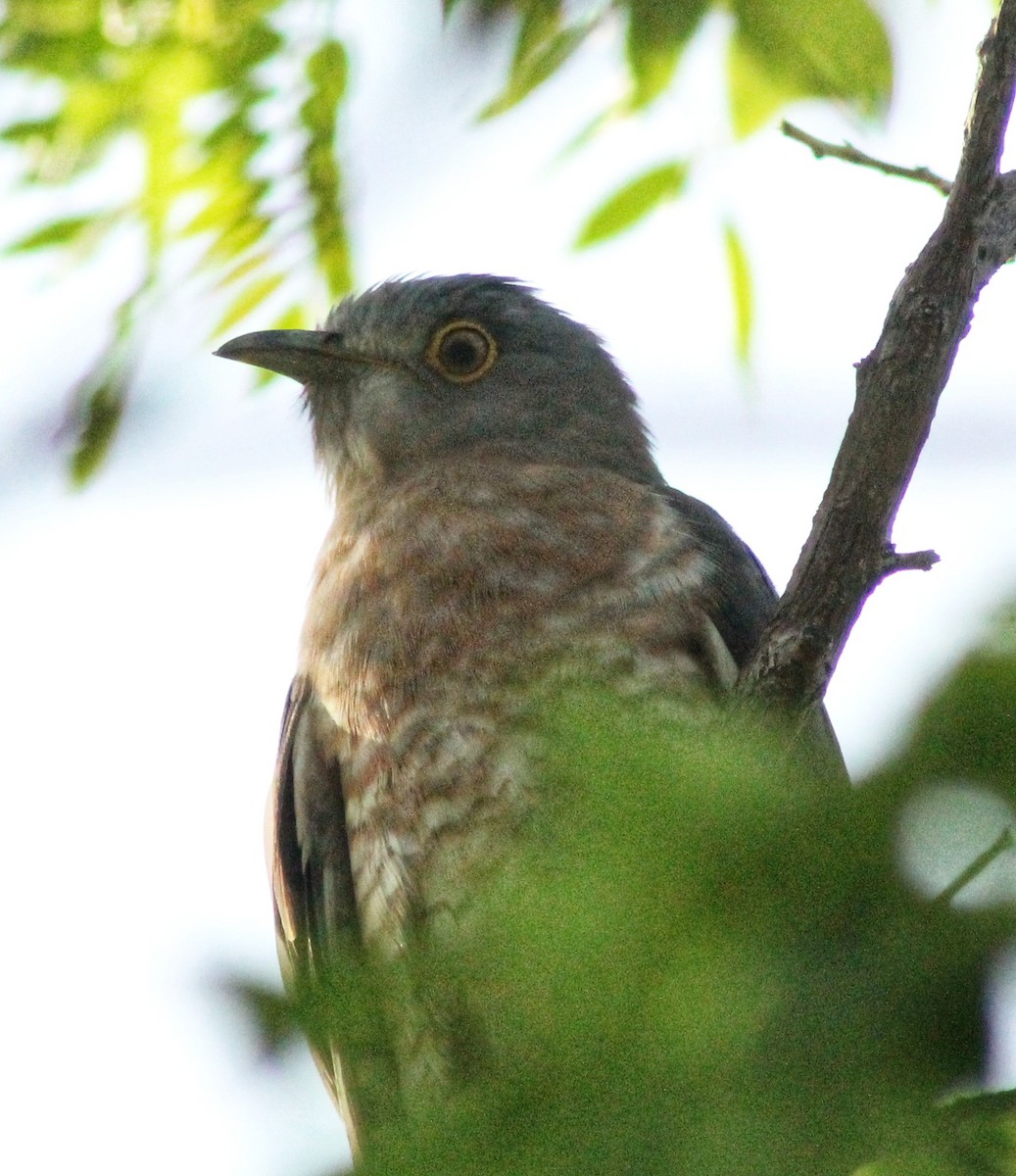 Common Hawk-Cuckoo - Madhavi Babtiwale