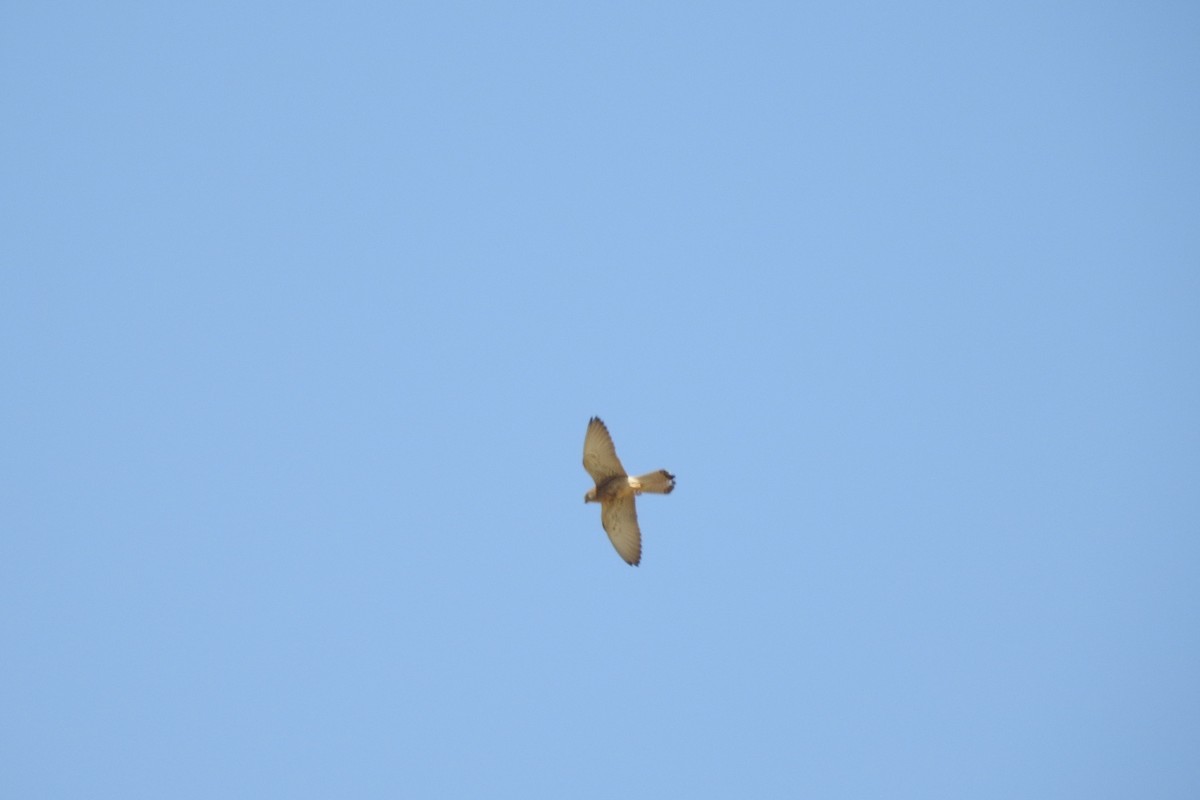 Lesser Kestrel - ML583967601