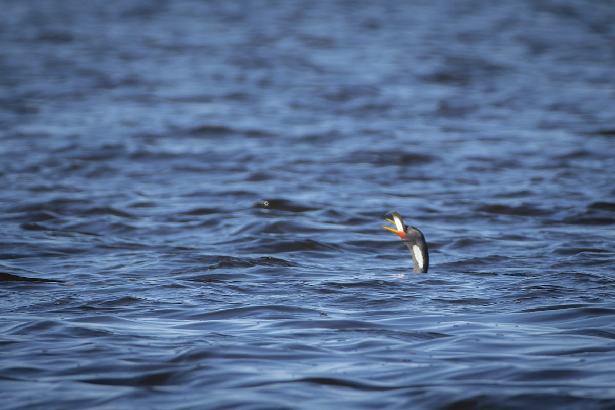 Red-legged Cormorant - ML583967741