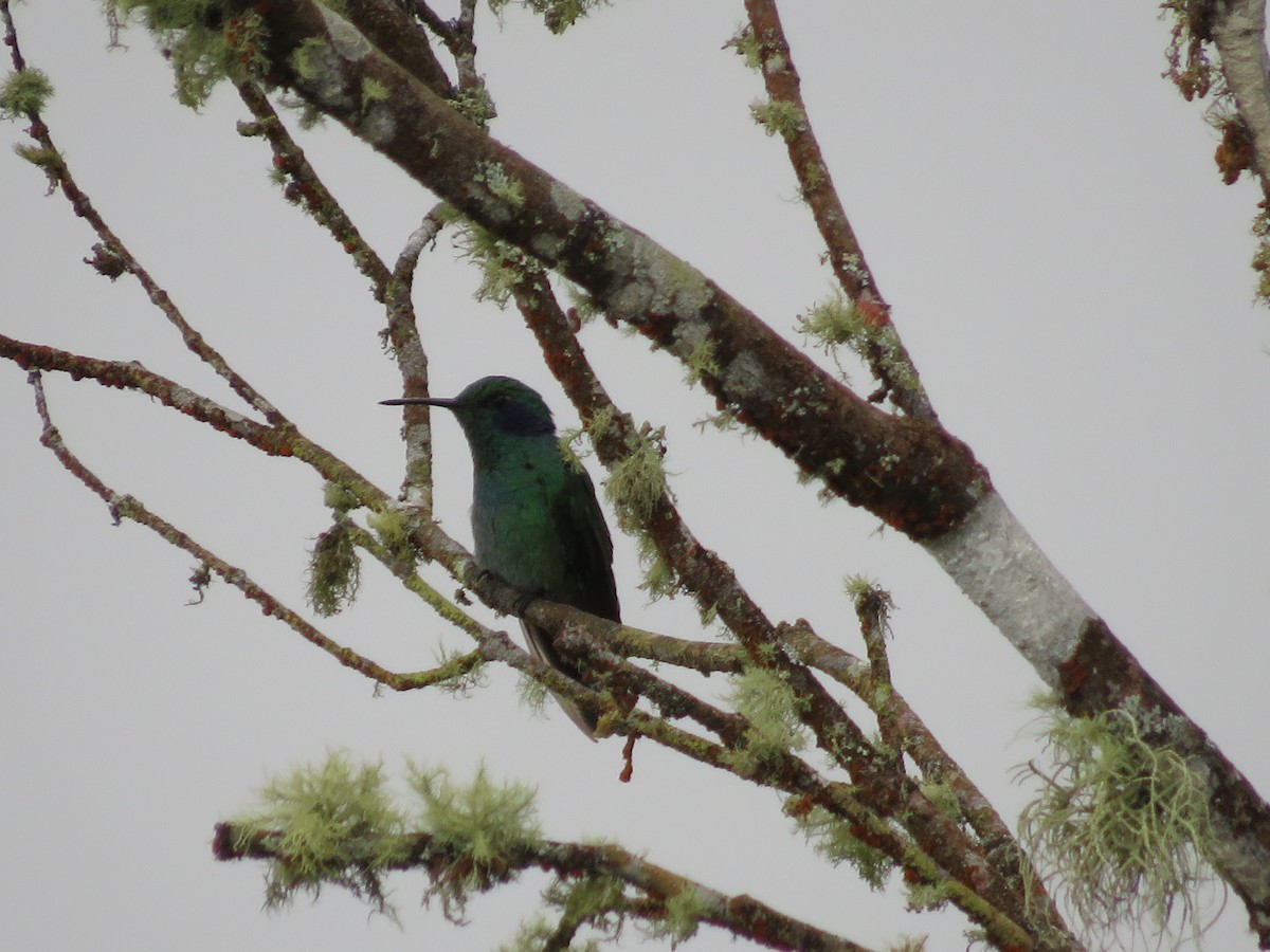 kolibřík modrouchý - ML583970081