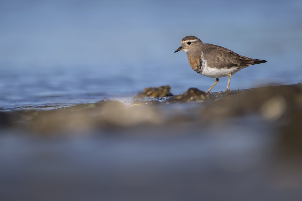 Rufous-chested Dotterel - ML583971281