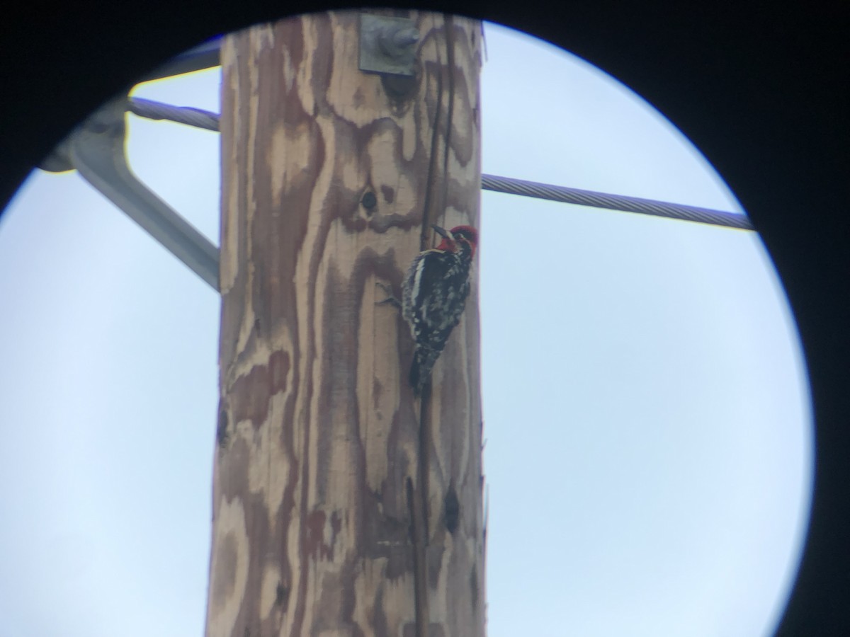 Red-naped Sapsucker - ML583972001