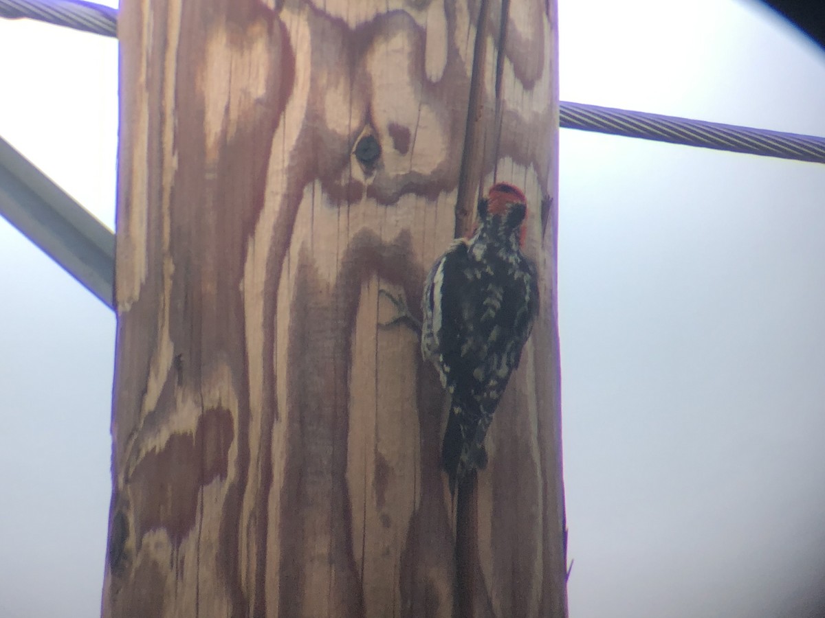 Red-naped Sapsucker - ML583972011