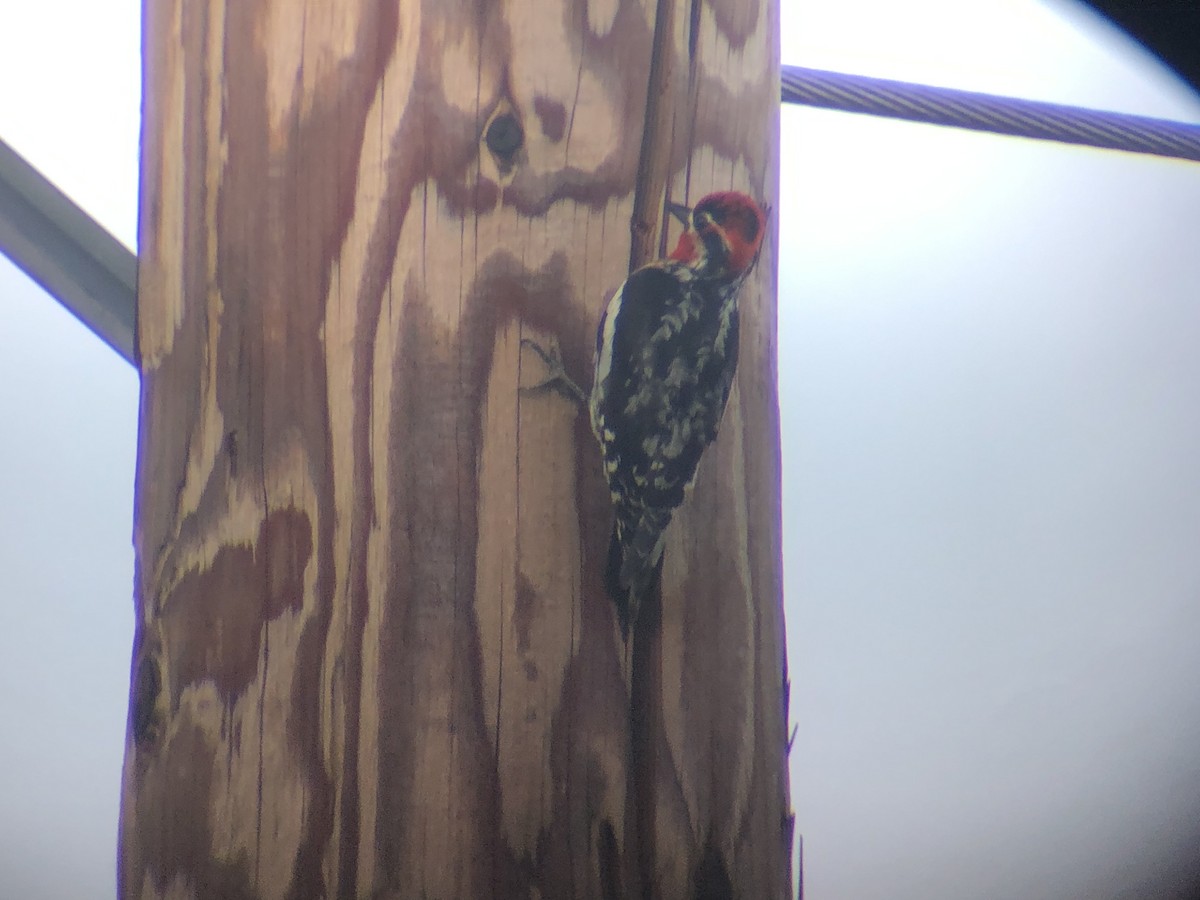 Red-naped Sapsucker - ML583972021