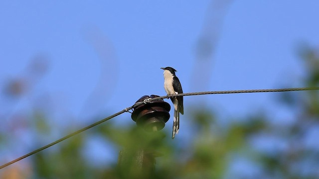 Pied Cuckoo - ML583973181